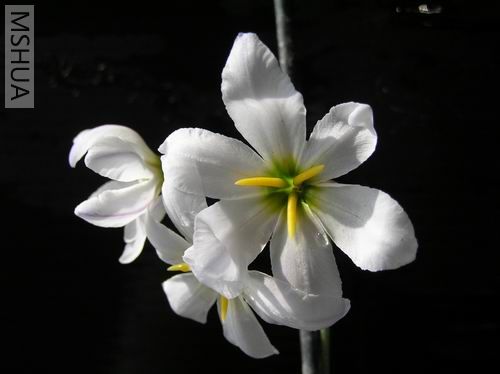 Leucocoryne pauciflora003.JPG